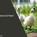 Can Geese Eat Peas