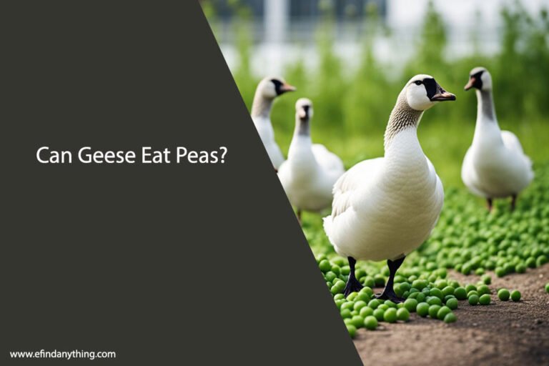 Can Geese Eat Peas
