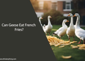 Can Geese Eat French Fries