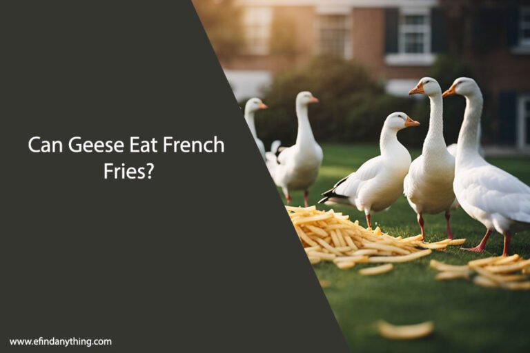 Can Geese Eat French Fries