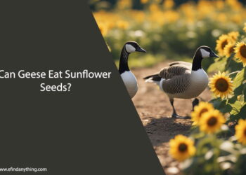 Can Geese Eat Sunflower Seeds