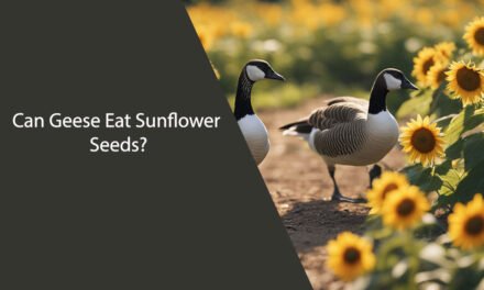 Can Geese Eat Sunflower Seeds?