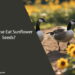 Can Geese Eat Sunflower Seeds