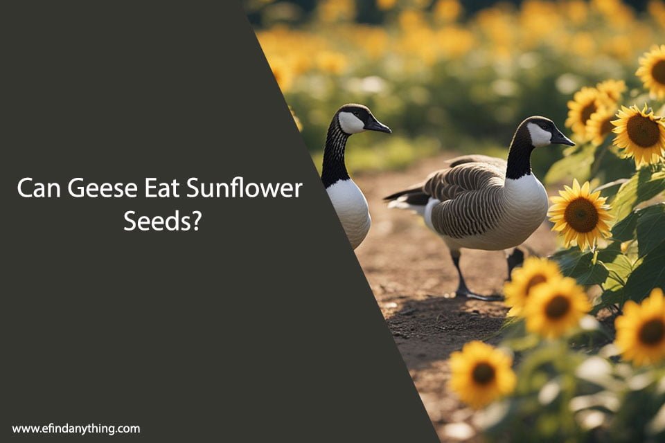 Can Geese Eat Sunflower Seeds