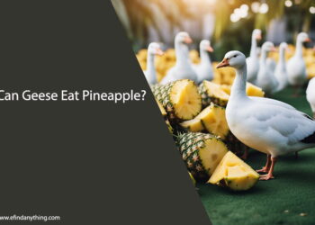 Can Geese Eat Pineapple