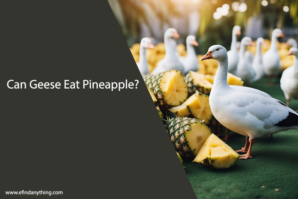 Can Geese Eat Pineapple