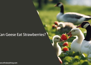 Can Geese Eat Strawberries