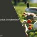 Can Geese Eat Strawberries