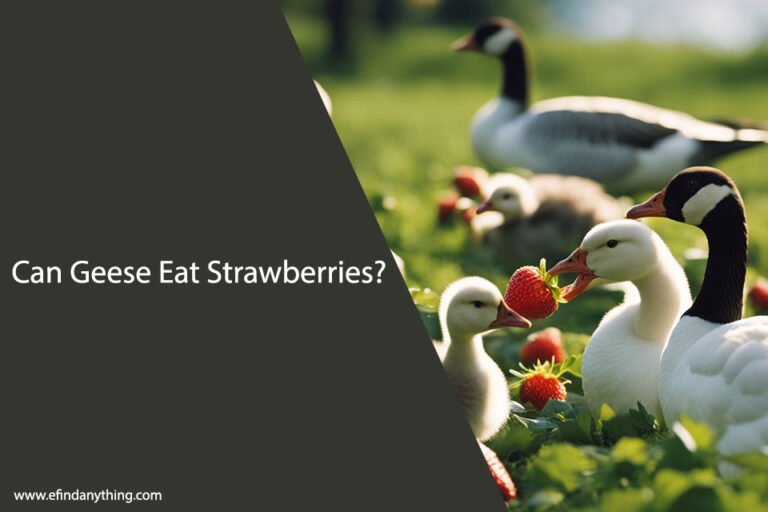 Can Geese Eat Strawberries