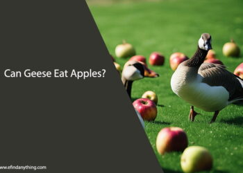 Can Geese Eat Apples