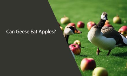 Can Geese Eat Apples?
