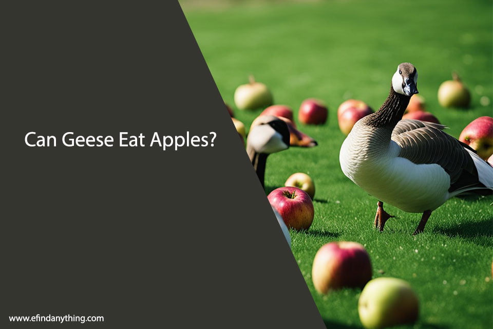 Can Geese Eat Apples