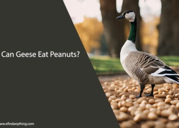 Can Geese Eat Peanuts