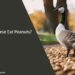 Can Geese Eat Peanuts