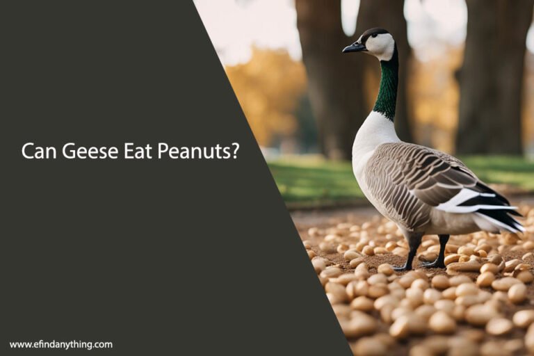 Can Geese Eat Peanuts