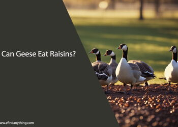 Can Geese Eat Raisins