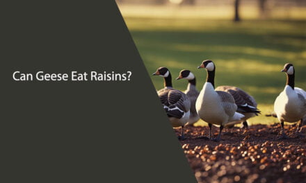 Can Geese Eat Raisins?