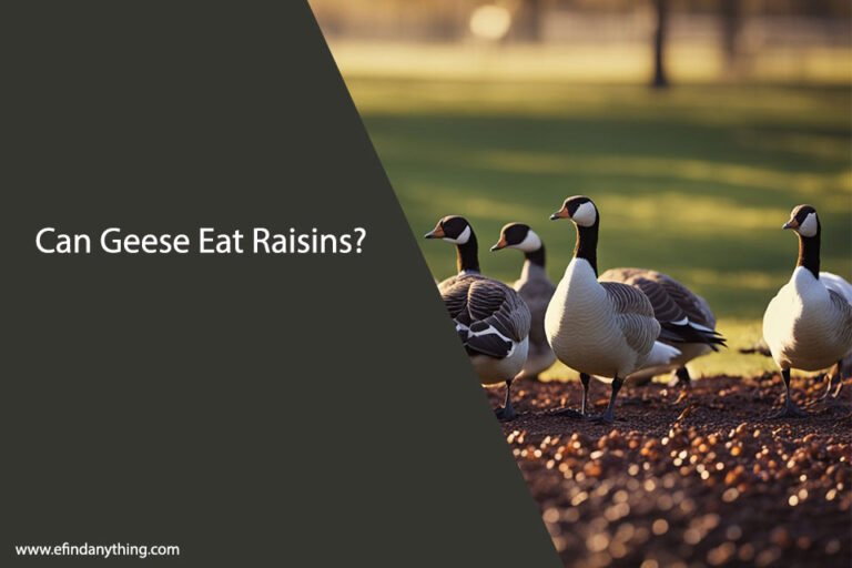 Can Geese Eat Raisins