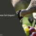 Can Geese Eat Grapes