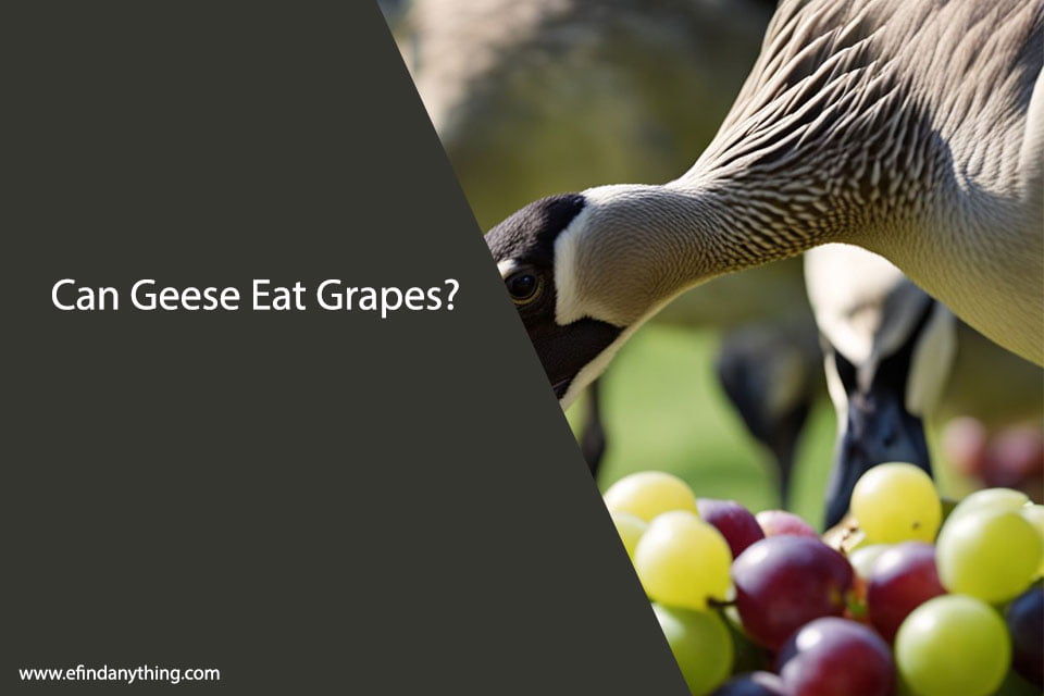 Can Geese Eat Grapes