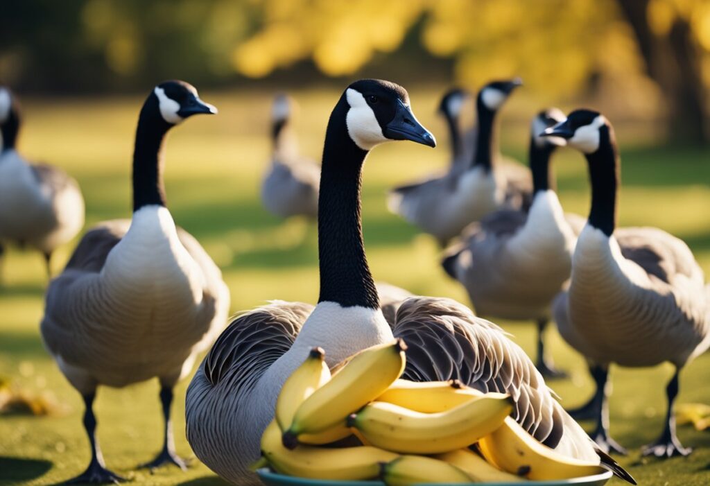 Can Canadian Geese Eat Bananas