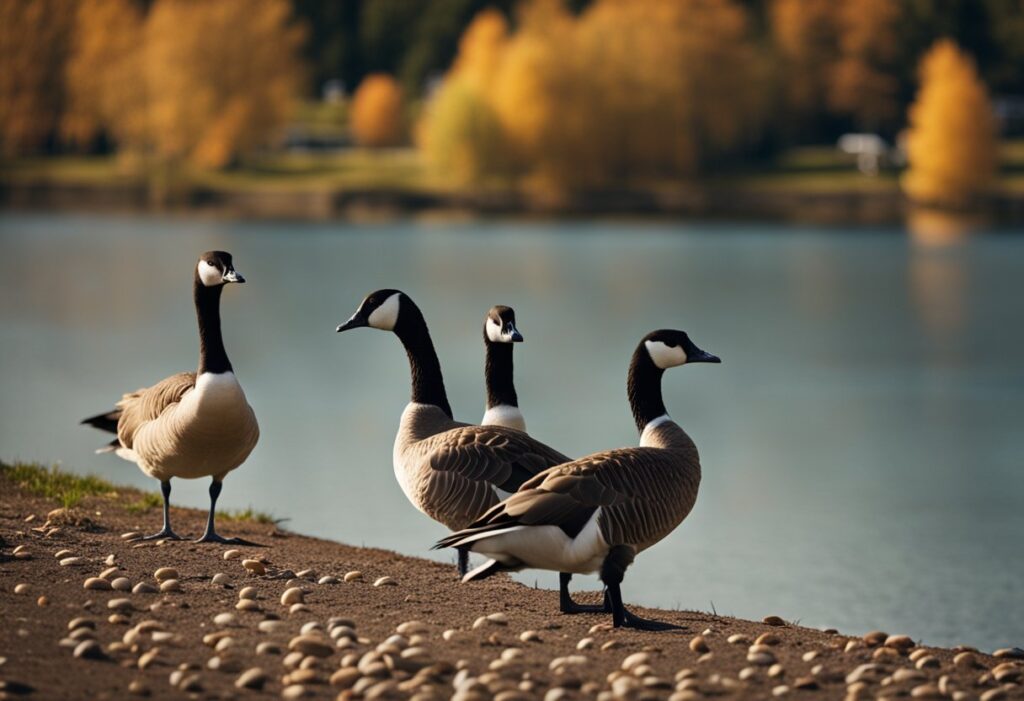 Can Canadian Geese Eat Peanuts