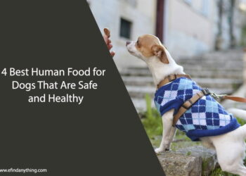 4 Best Human Food for Dogs That Are Safe and Healthy