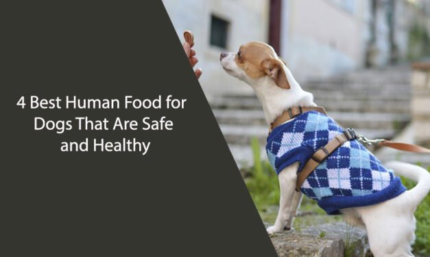 4 Best Human Food for Dogs That Are Safe and Healthy