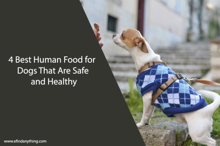 4 Best Human Food for Dogs That Are Safe and Healthy