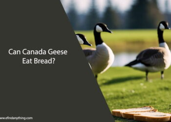 Can Canada Geese Eat Bread