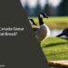 Can Canada Geese Eat Bread