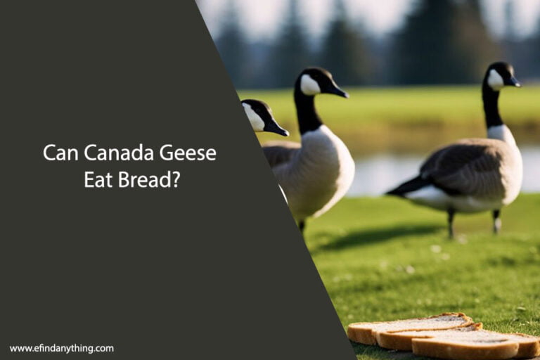 Can Canada Geese Eat Bread