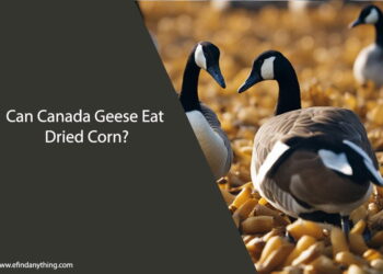 Can Canada Geese Eat Dried Corn
