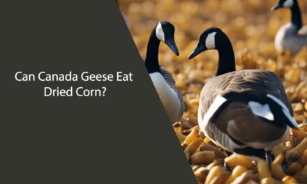 Can Canada Geese Eat Dried Corn?