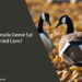 Can Canada Geese Eat Dried Corn