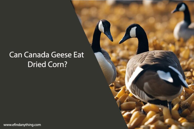 Can Canada Geese Eat Dried Corn