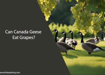Can Canada Geese Eat Grapes