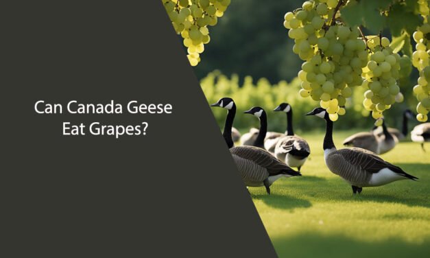 Can Canada Geese Eat Grapes?