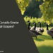Can Canada Geese Eat Grapes