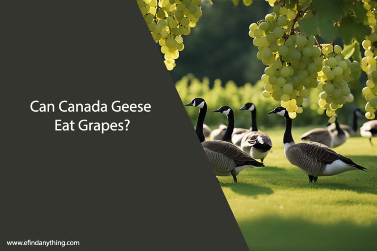 Can Canada Geese Eat Grapes