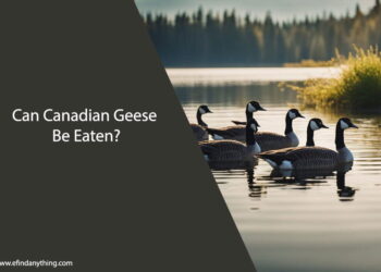 Can Canadian Geese Be Eaten