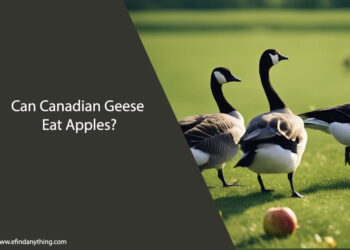 Can Canadian Geese Eat Apples
