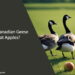 Can Canadian Geese Eat Apples