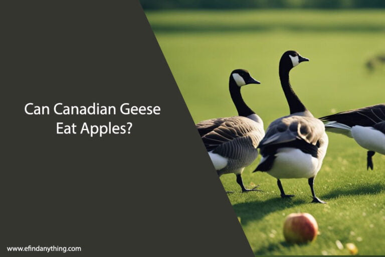 Can Canadian Geese Eat Apples