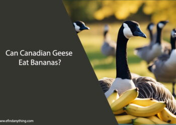 Can Canadian Geese Eat Bananas