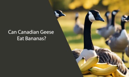 Can Canadian Geese Eat Bananas?