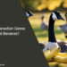 Can Canadian Geese Eat Bananas