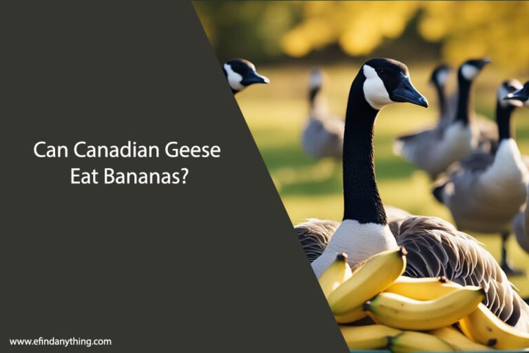Can Canadian Geese Eat Bananas