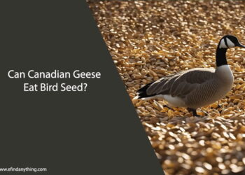 Can Canadian Geese Eat Bird Seed
