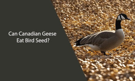 Can Canadian Geese Eat Bird Seed?